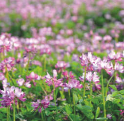 seo bild derby luzerne